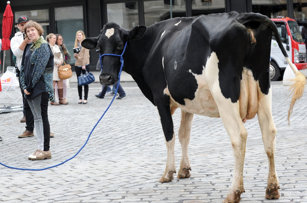 Вчера Лена Данхэм доила бедную хипстерскую корову в центре Нью-Йорка: тьфу? - голая правда