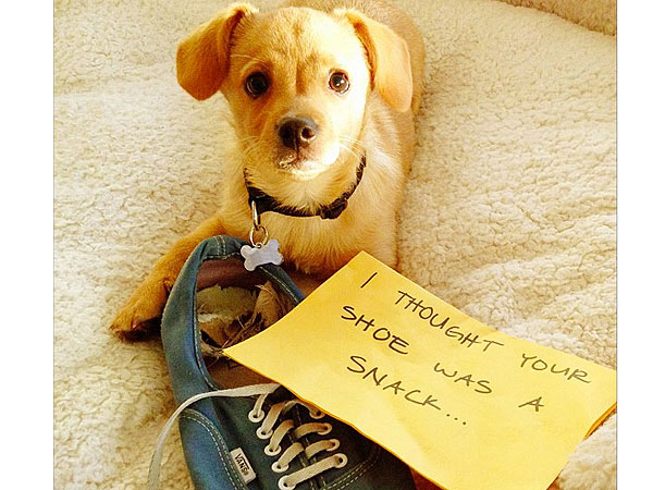 Собака Лорен Конрад стыдит своего новоиспеченного щенка: подлая или смешная? - голая правда